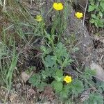 Ranunculus tuberosus Hábitos