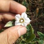 Trichodesma indicum Flower