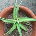 Dyckia brevifolia Лист