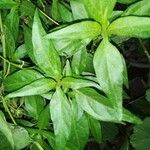 Andrographis paniculata Leaf