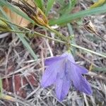 Campanula rapunculusBlüte