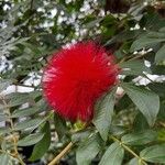 Calliandra haematocephalaFlower