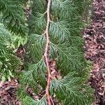 Thuja plicata 叶