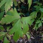 Aconitum variegatum Φύλλο