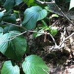 Viburnum lantanoides Leaf