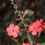 Plumbago indica 花