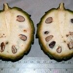 Annona mucosa Egyéb