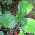 Fragaria chiloensis 葉