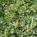 Alchemilla pentaphyllea Habitat