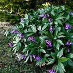 Cardamine glanduligera Flors