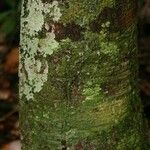 Garcinia benthamiana 樹皮