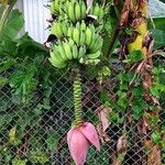 Musa acuminataFlower