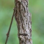 Psorospermum febrifugum Rinde