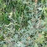 Crotalaria pumila عادت داشتن