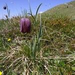 Fritillaria tubaeformis Tervik taim