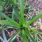 Aechmea gamosepala List