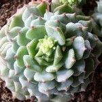 Echeveria derenbergii Foglia