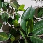 Ficus elastica Folha