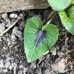 Phyteuma spicatum (Leaf)