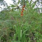 Gladiolus dalenii आदत