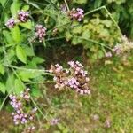 Verbena bonariensisBlomst