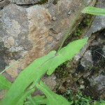 Prenanthes purpurea Bark