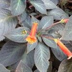 Kohleria amabilis 花