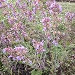 Salvia officinalis Hábitos