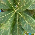 Ficus obtusifolia Leaf