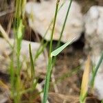 Aegilops triuncialis ഇല