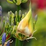 Agapanthus africanus Other
