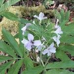 Cardamine heptaphylla Кветка