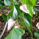 Anthurium amnicola Flower