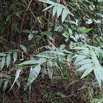 Lasiacis maculata 整株植物