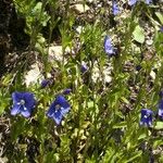 Veronica fruticans Blomma