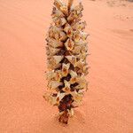 Cistanche tubulosa Blüte