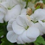 Pelargonium zonale Blomst