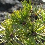 Melaleuca brongniartii Хабит