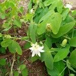 Passiflora subpeltata പുഷ്പം