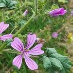 Malva neglecta花