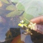 Utricularia stellaris Λουλούδι