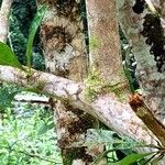 Crescentia amazonica Escorça