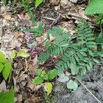 Vicia cassubica Deilen