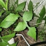 Lactuca floridana Blad