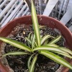 Chlorophytum comosumFolha