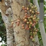 Ficus sycomorusFruchs