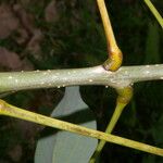 Erythrina globocalyx Žievė