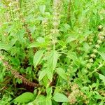 Ocimum kilimandscharicum Flower