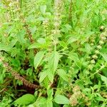 Ocimum kilimandscharicum Flower