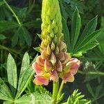 Lupinus polyphyllus Kwiat